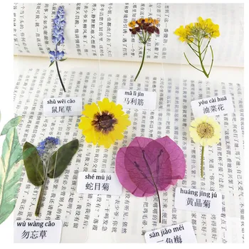 Mnoho druhov Prírodných Lisované kvety Reálne Sušené kvety Plastové zapečatené,DIY Záložku Valentines Darček Veľkonočné Dekorácie,deti hračky