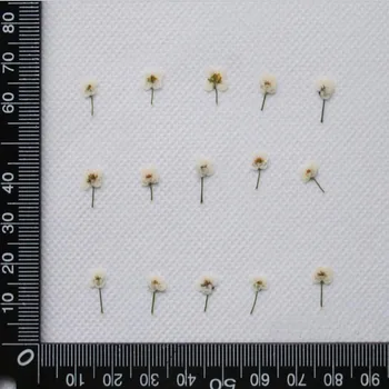 120pcs Stlačené Sušené Mini Lobularia Maritima Kvetu Rastlín Herbarium Pre Šperky Pohľadnicu Pozvánka, Takže Príslušenstvo