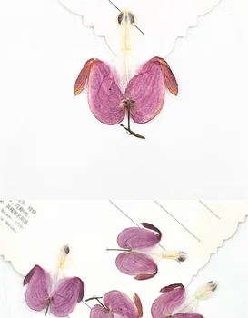 60pcs Stlačené Sušené Fialový Kvet Rastliny Herbarium Pre tvoria Šperky Pohľadnicu Záložku Telefón Nail art Prípade urob si sám