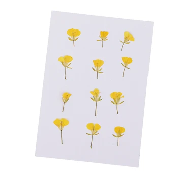 12 Kusov Sušených Lisovaný Repkový Kvety Opatrenia Pravda, Rastlinných Vzoriek HOBBY Ručné Materiálov