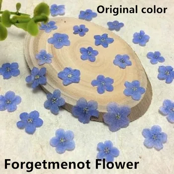 Zabudnúť na Mňa Kvet Sušené Kvety pre DIY Záložku Svadobné Karty Šperky Robiť Telefónne Prípade Dekoroch