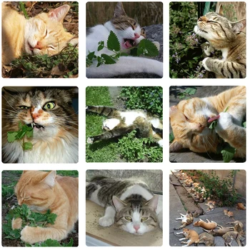 Catnip Prírodné Organické Premium Catnip Catmint Mentol Môžu Byť Podávané na Hračky a Catnip Hračky Príjemné Pet Catnip Loptu