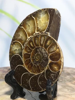 Prírodné Reálne Skamenelín A Minerály, Kremeň Vzor Energy Healing Conch Reliquiae Rudy Vzorky Ornament, Pre Domáce Dekorácie