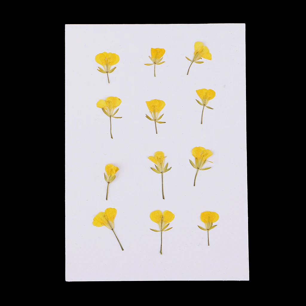 12 Kusov Sušených Lisovaný Repkový Kvety Opatrenia Pravda, Rastlinných Vzoriek HOBBY Ručné Materiálov 1