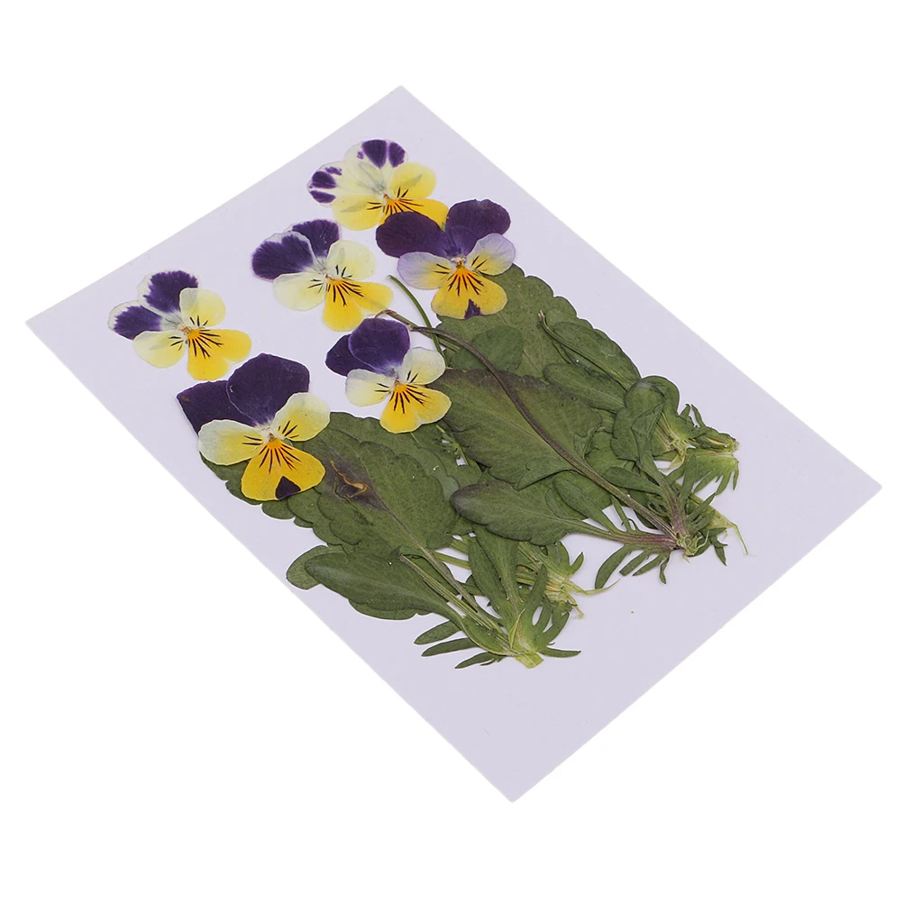 12pc Stlačené Reálne Pansy Kvety, Sušené kvety Listy Viola Trikolóra Kvet Pre Telefón Prípade Dekor DIY Projekt 0