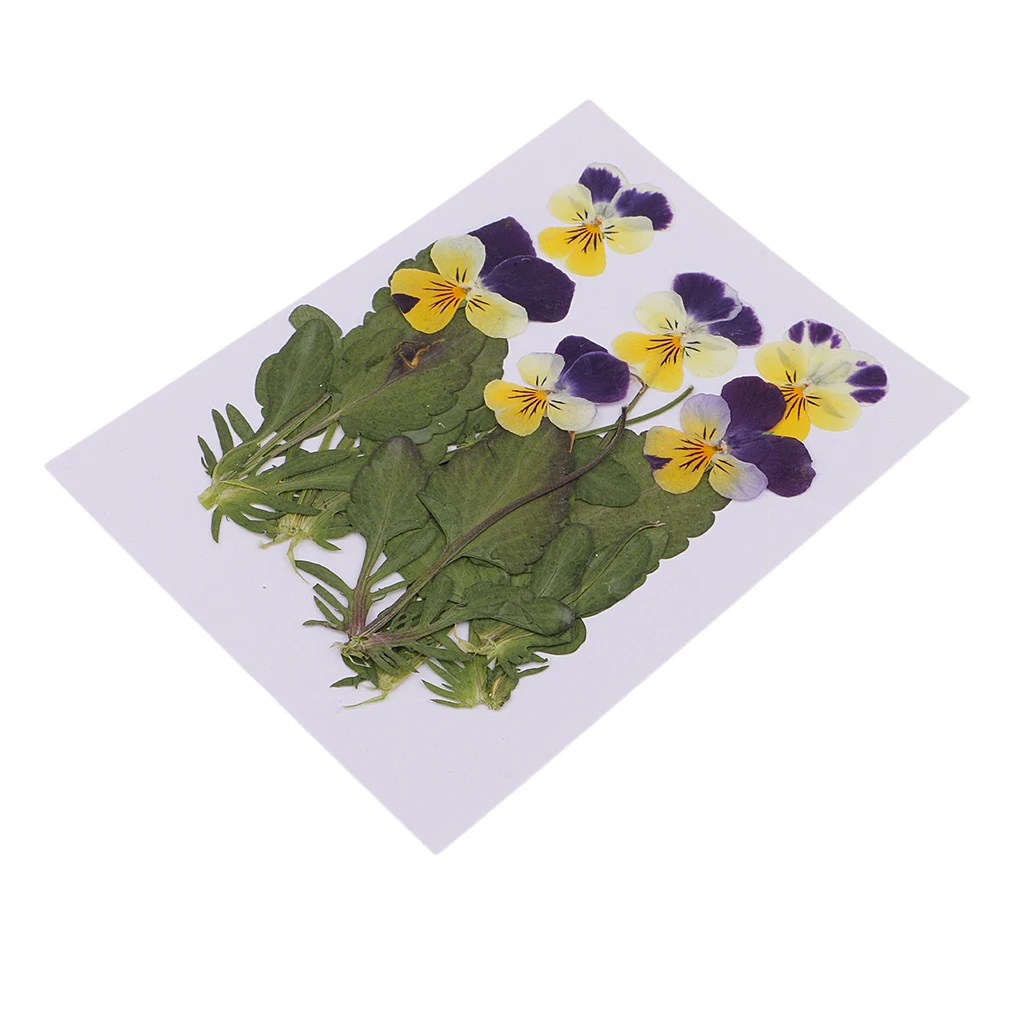 12pc Stlačené Reálne Pansy Kvety, Sušené kvety Listy Viola Trikolóra Kvet Pre Telefón Prípade Dekor DIY Projekt 1