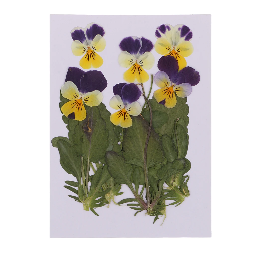 12pc Stlačené Reálne Pansy Kvety, Sušené kvety Listy Viola Trikolóra Kvet Pre Telefón Prípade Dekor DIY Projekt 4