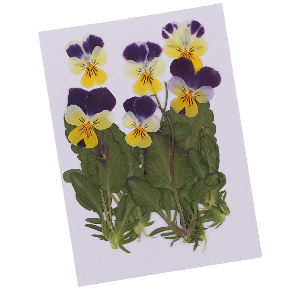 12pc Stlačené Reálne Pansy Kvety, Sušené kvety Listy Viola Trikolóra Kvet Pre Telefón Prípade Dekor DIY Projekt 5